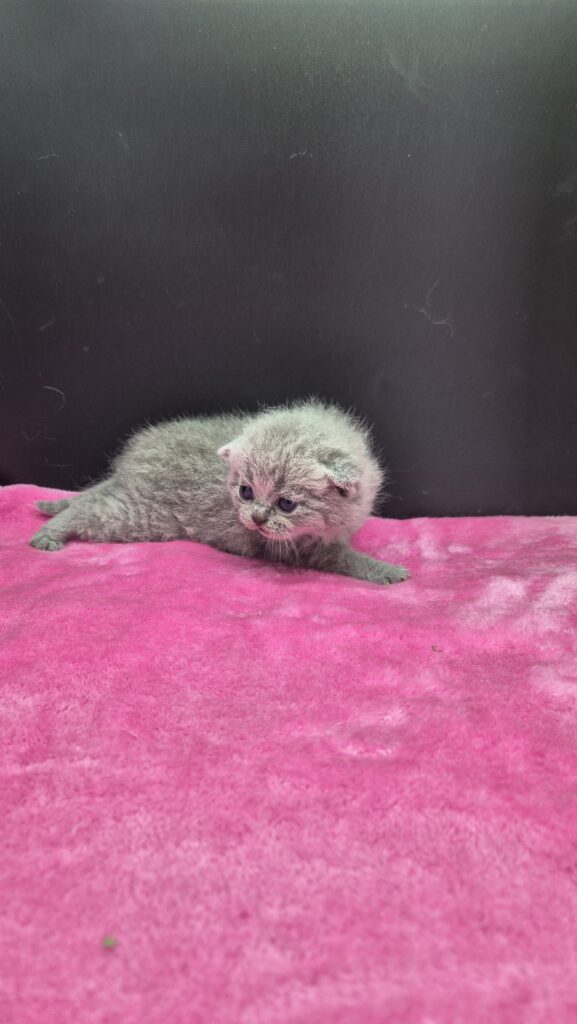 femelle bleue british shorthair collier bleu