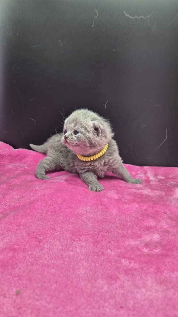 femelle bleue british shorthair collier jaune