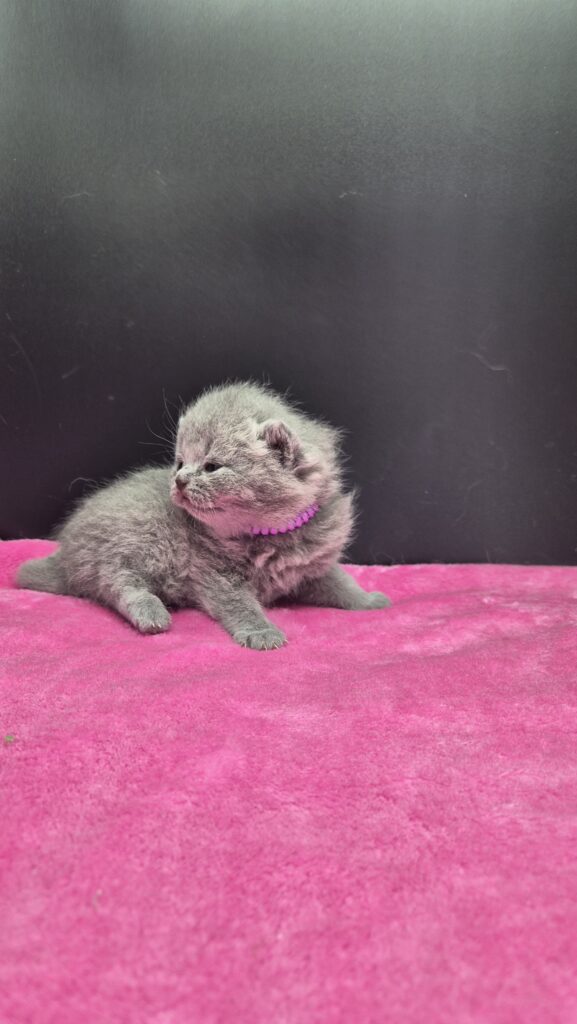 femelle bleue british shorthair collier mauve