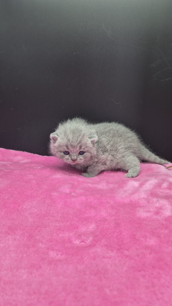 femelle bleue british shorthair collier noir