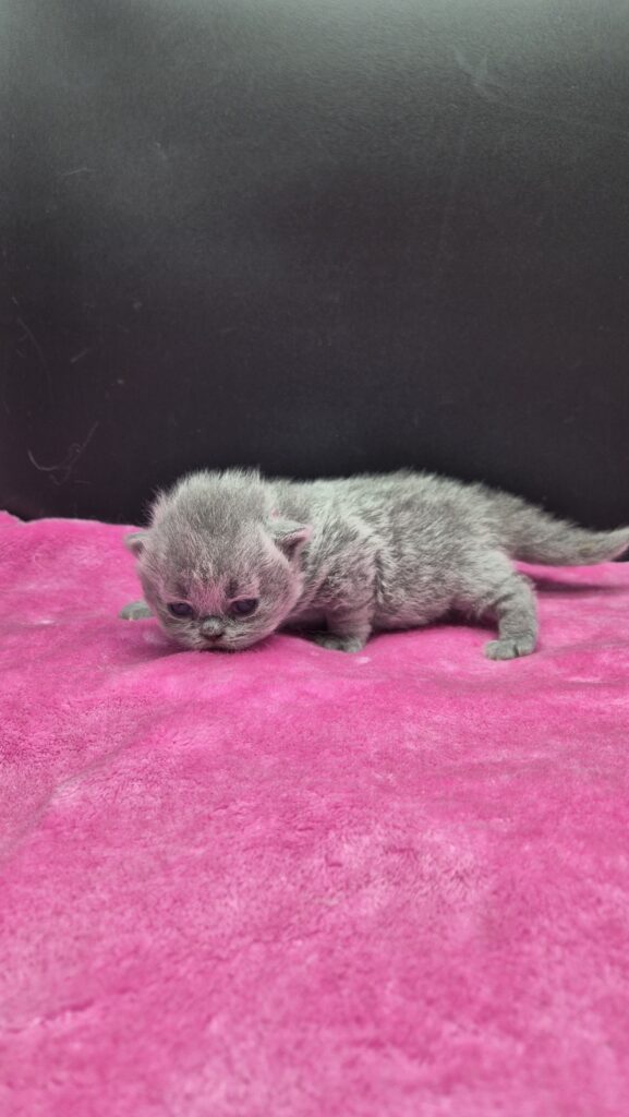 Femelle british shorthair collier rose
