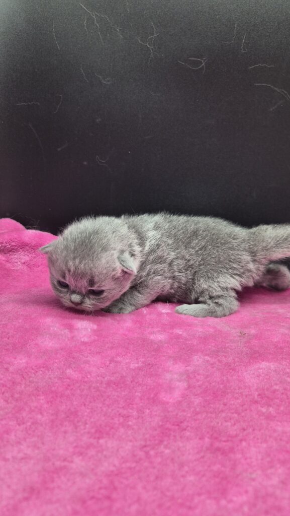 Mâle british shorthair collier saumon (option)